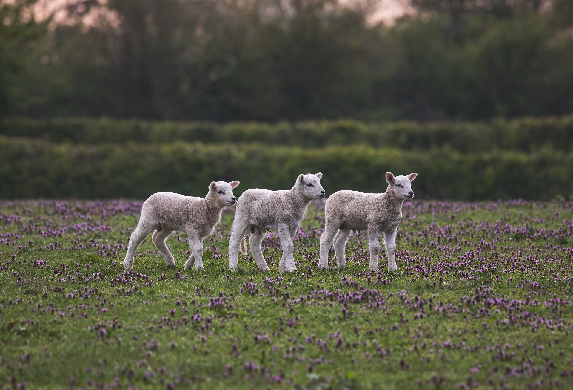 Natuurlessen voor Scholen bij De Buytenhof