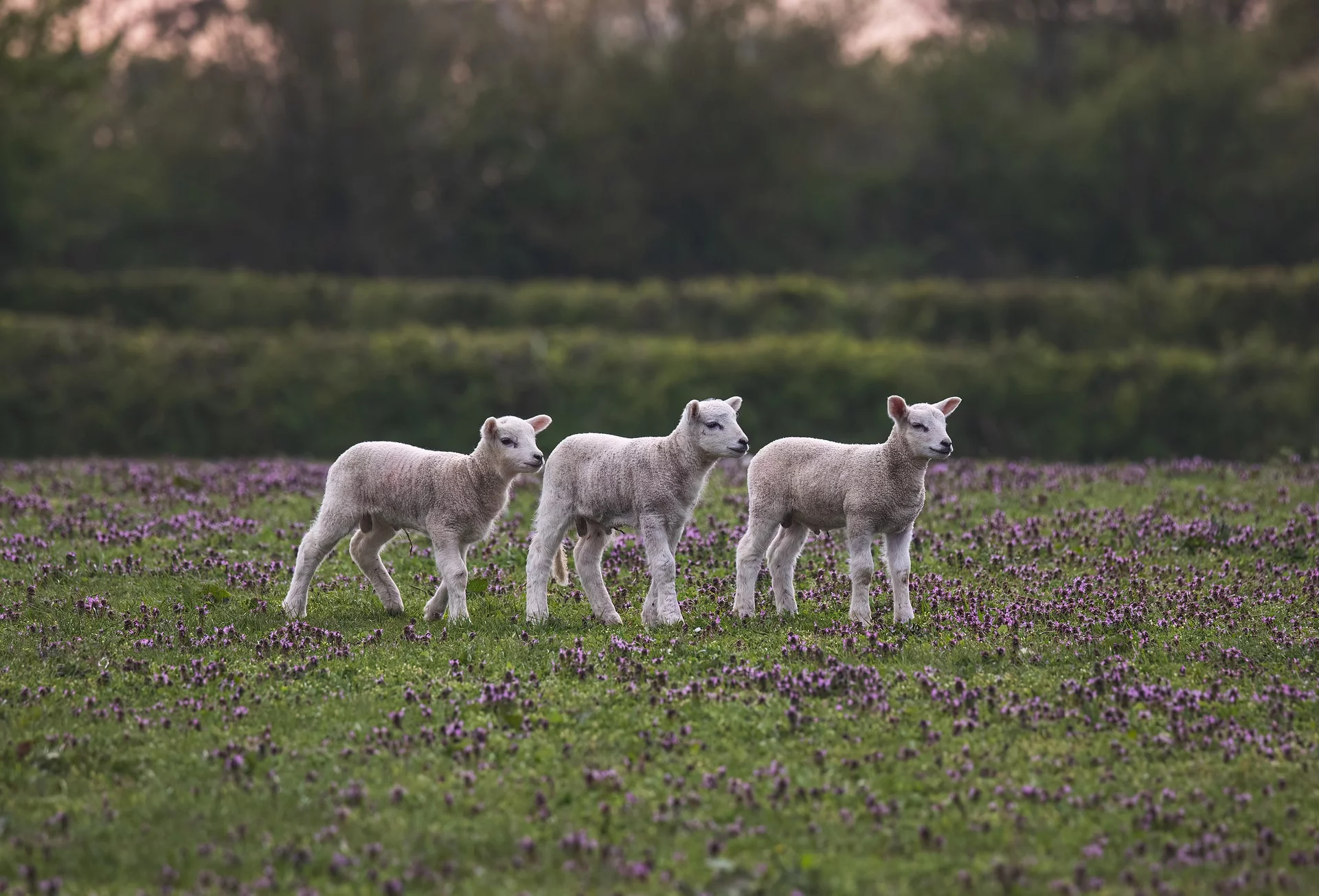 Natuurlessen voor Scholen bij De Buytenhof